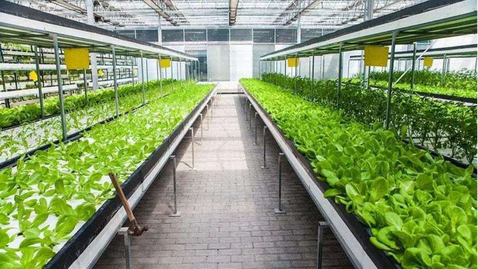无土栽培蔬菜消费者需求调研